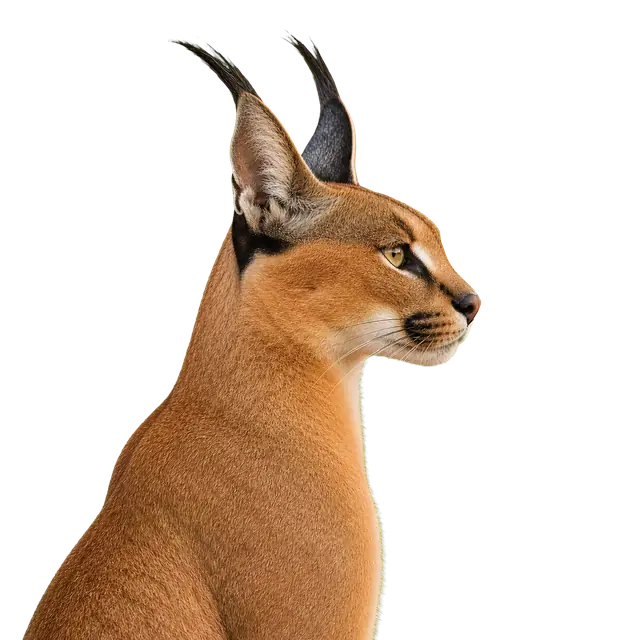 Caracal Profile motif