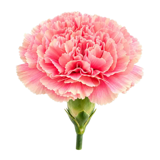 Carnation motif