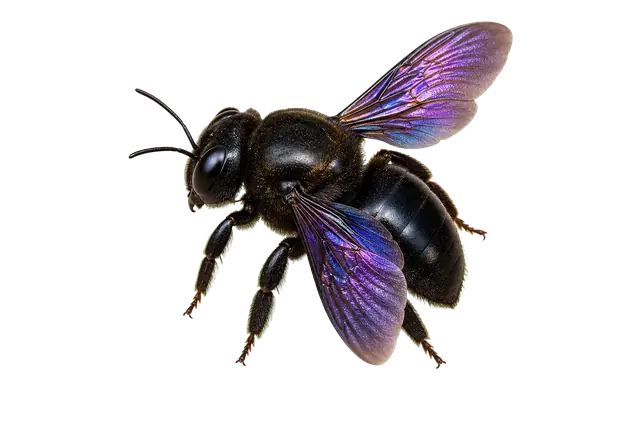 Carpenter Bee motif