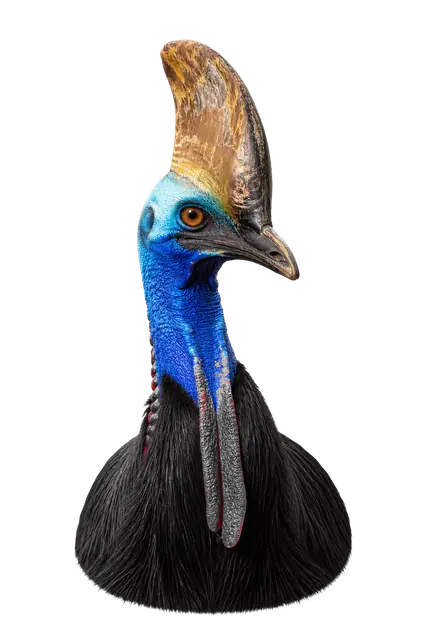 Cassowary motif