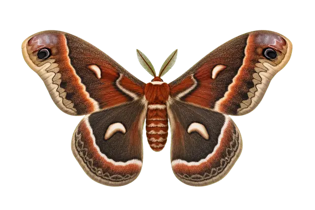 Cecropia Moth motif