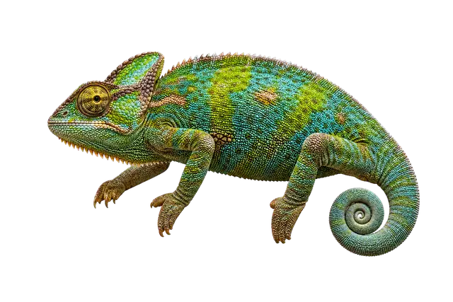 Chameleon motif