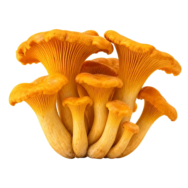 Chanterelle Cluster motif