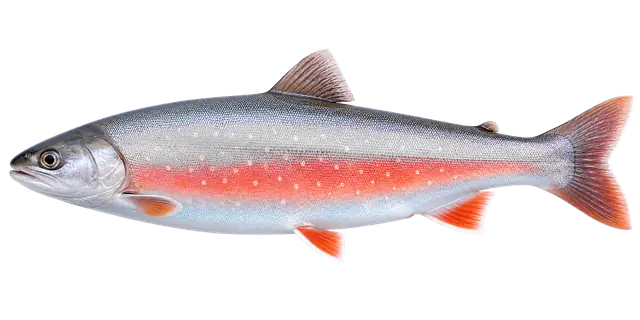 Arctic Char motif