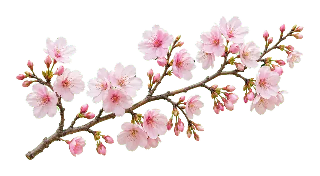 Sakura Branch motif