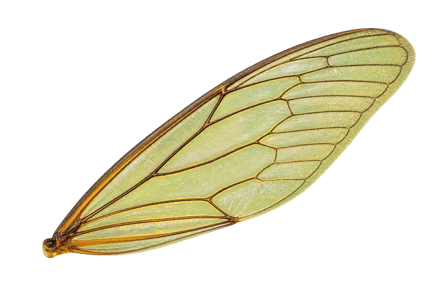 Cicada Wing motif