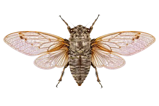 Cicada Wing and Shell motif