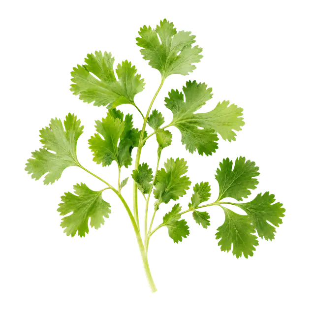 Cilantro motif