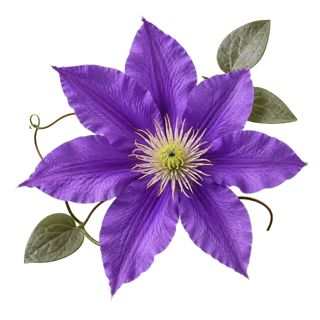 Clematis motif