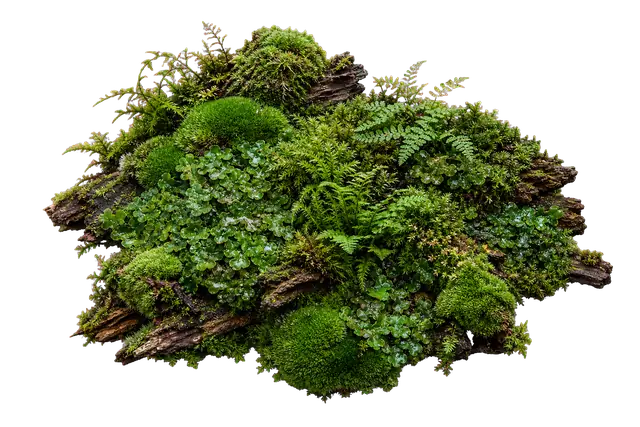 Cloud Forest motif