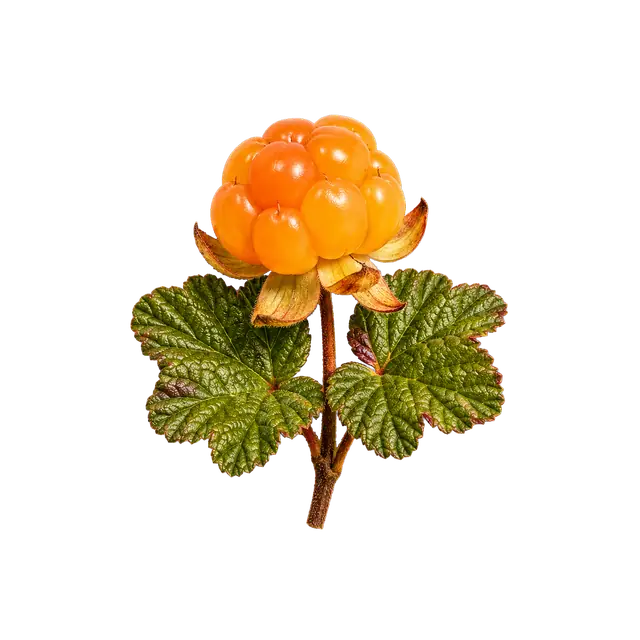 Cloudberry Fruit motif