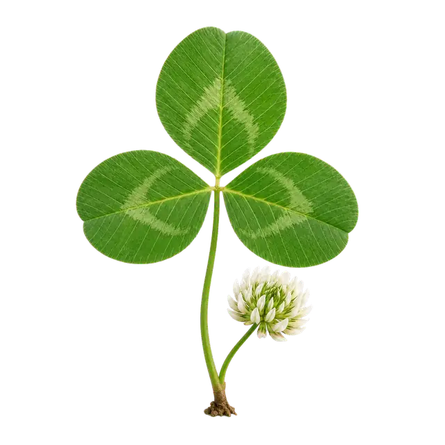 Clover motif