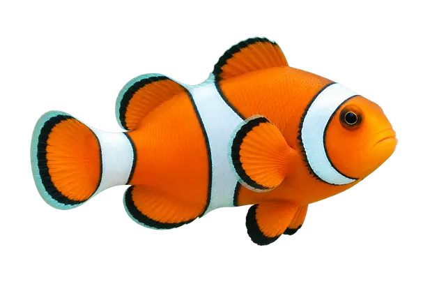 Clownfish motif