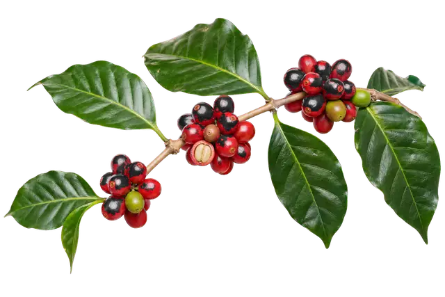 Coffee Cherry Branch motif