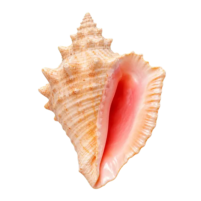 Conch motif