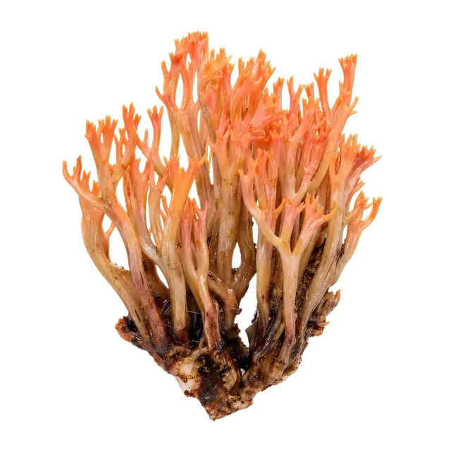 Coral Fungus Branches motif