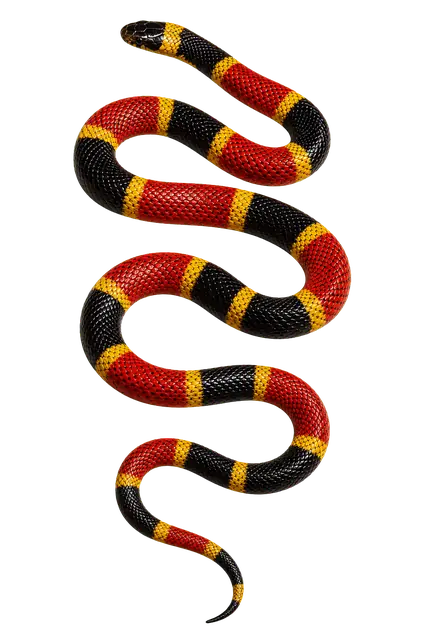 Coral Snake motif