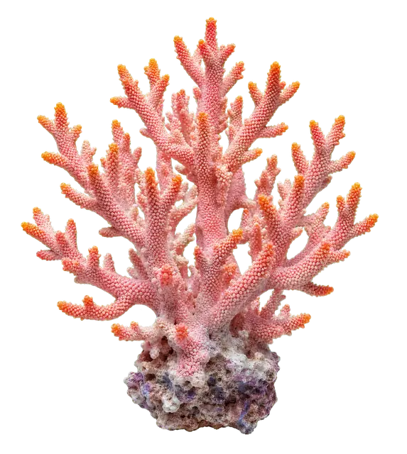 Coral motif