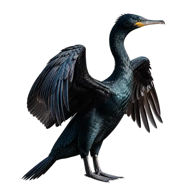 Cormorant Silhouette motif