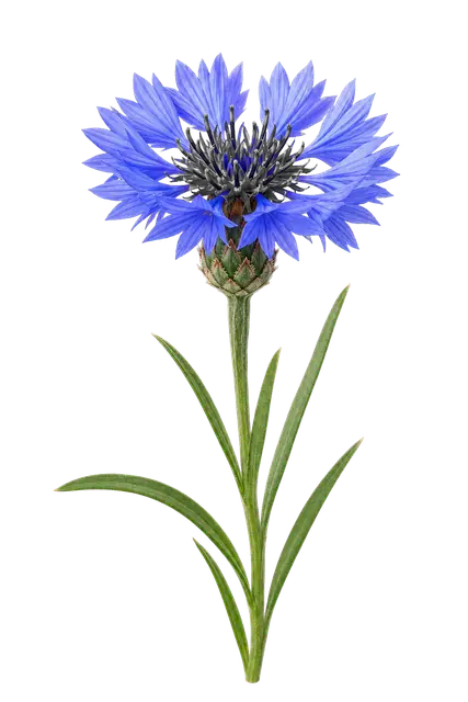 Cornflower Bloom motif