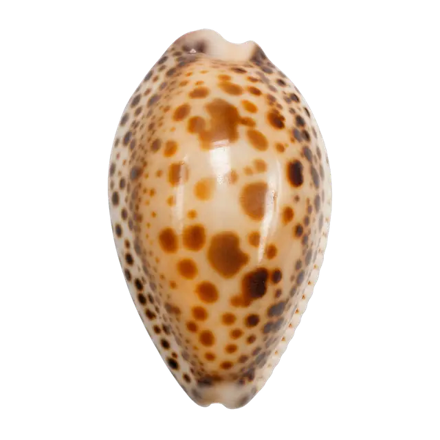 Cowrie Shell motif