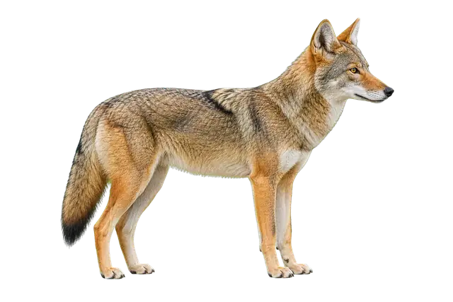 Coyote Profile motif