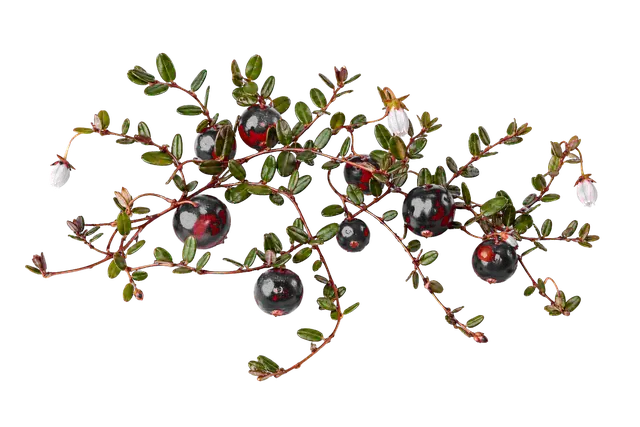 Cranberry Vine motif