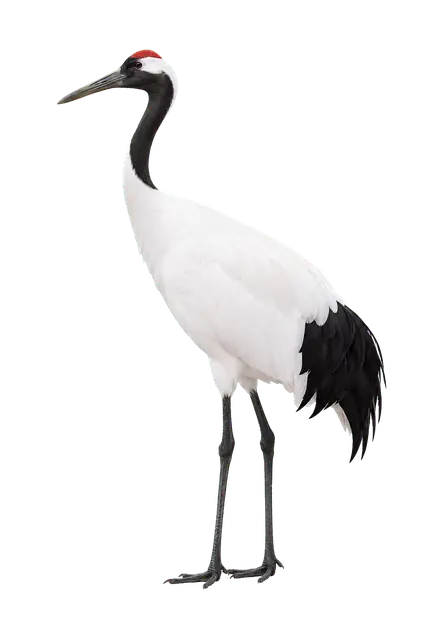 Red-Crowned Crane motif