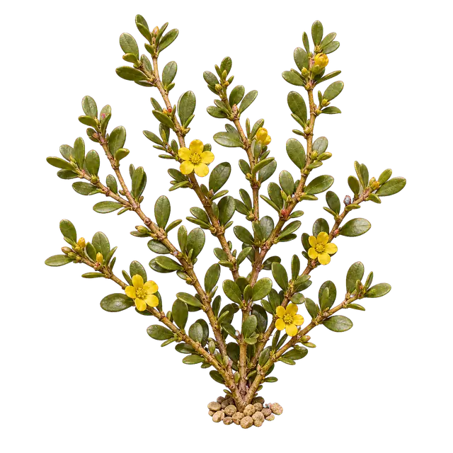 Creosote Bush motif