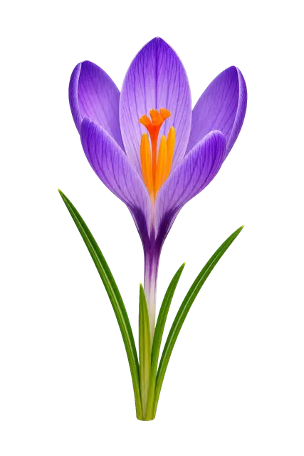 Crocus motif