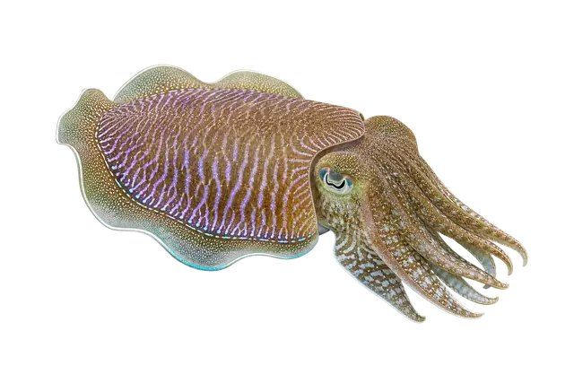 Cuttlefish Mantle motif