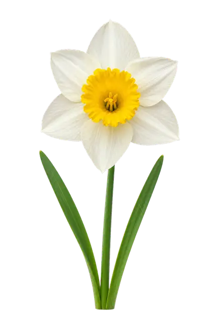 Daffodil Trumpet motif