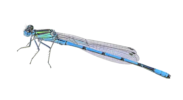 Damselfly motif