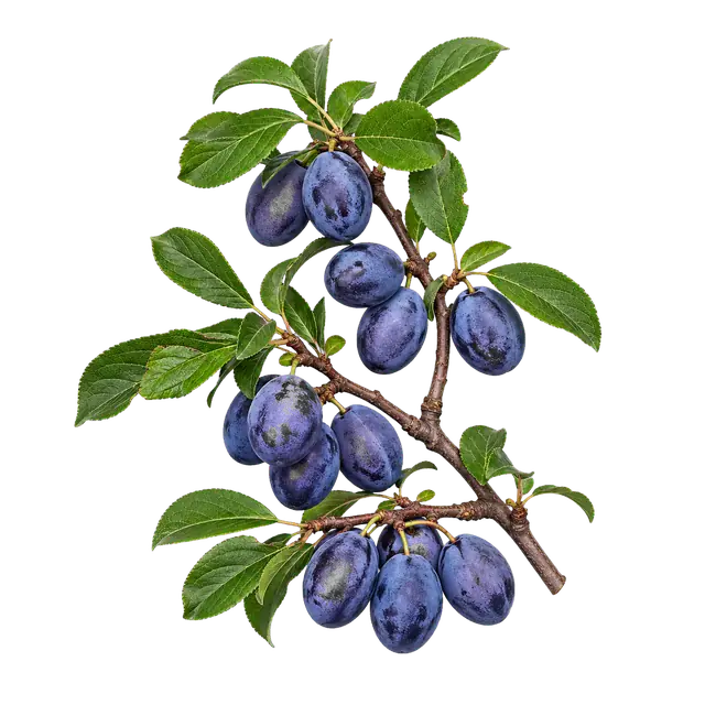 Damson Plum motif