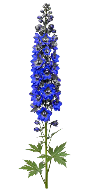 Delphinium Spike motif