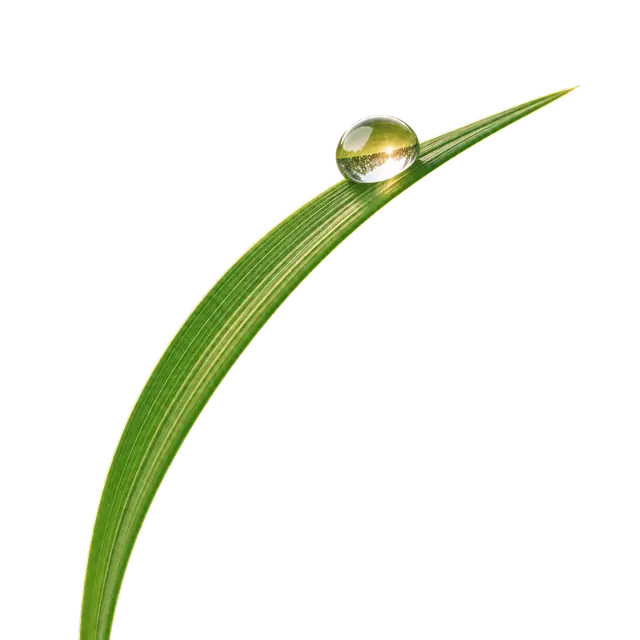 Dew motif