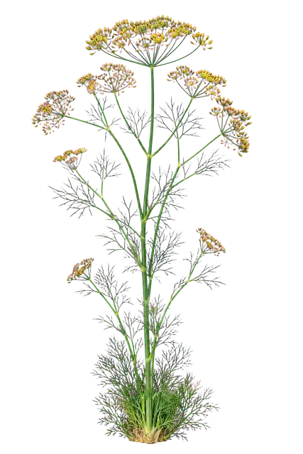 Dill motif