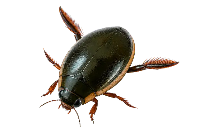 Diving Beetle motif