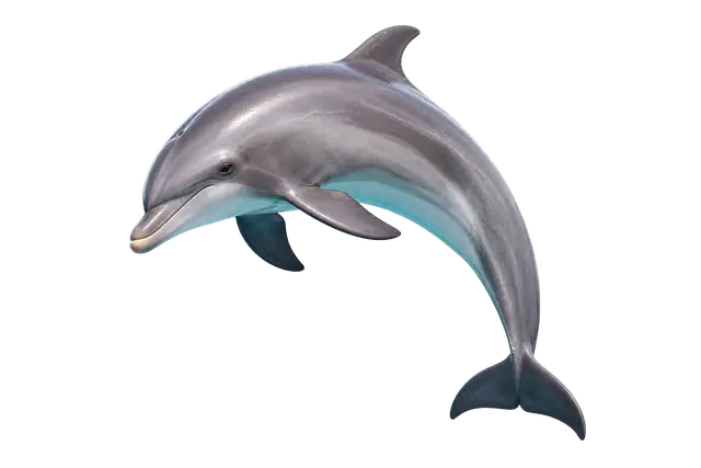 Dolphin motif