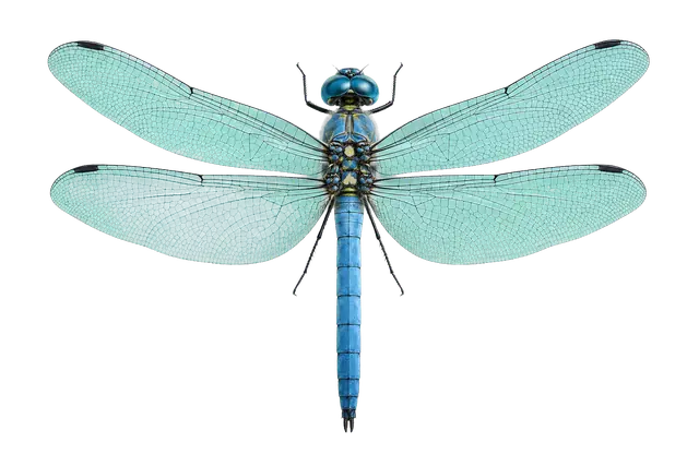 Blue Dasher Dragonfly motif
