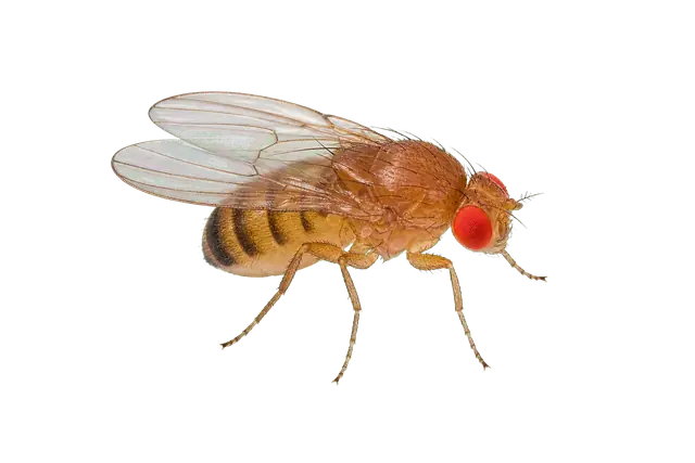 Drosophila melanogaster motif