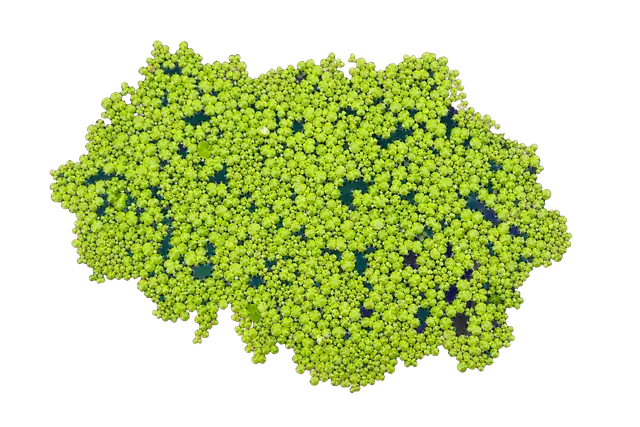 Duckweed motif