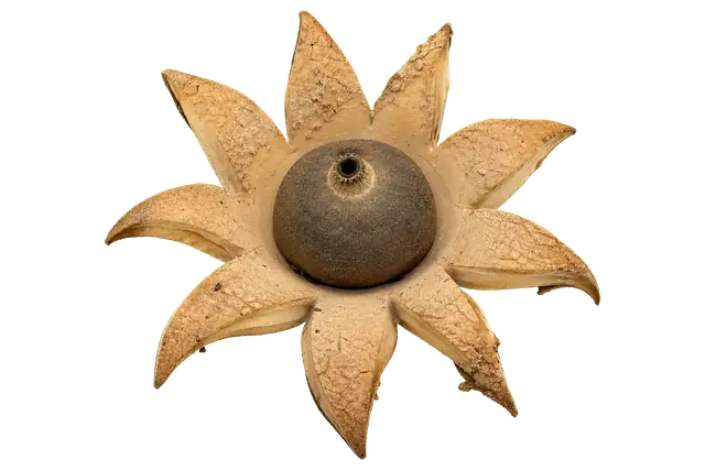 Earthstar Fungus motif