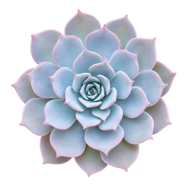 Echeveria motif