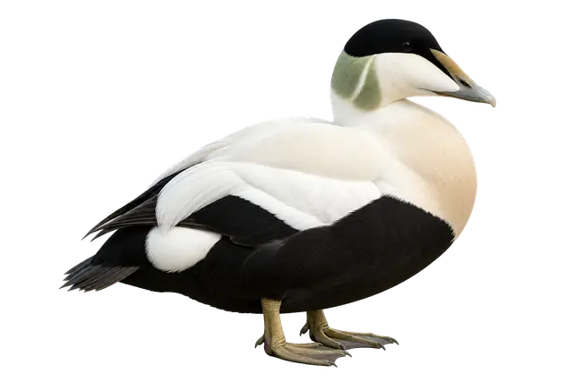 Eider Duck motif