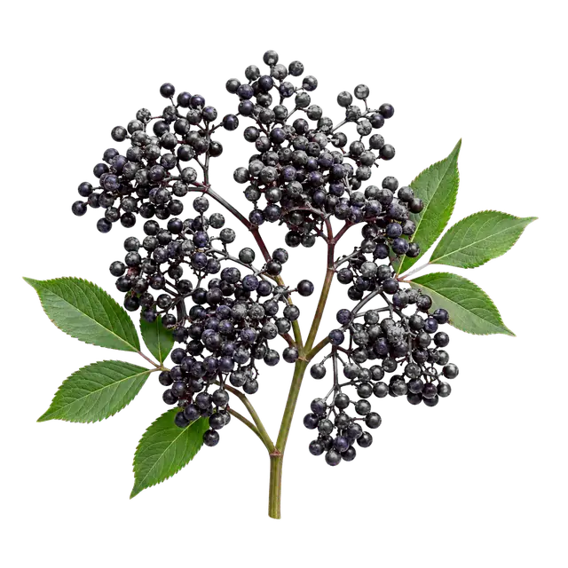 Elderberry Cluster motif