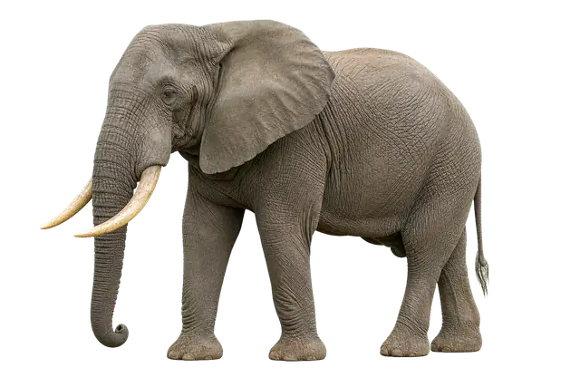 Elephant motif