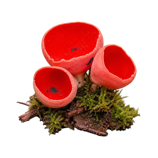 Elf Cup motif