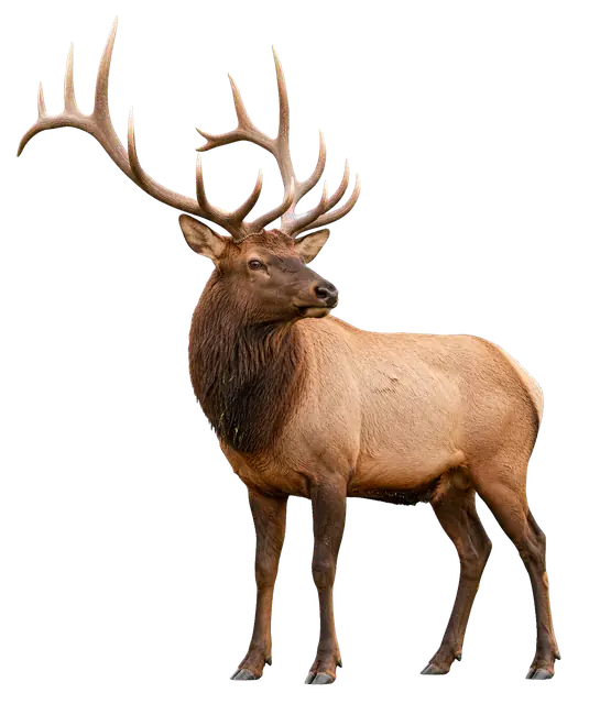 Elk motif