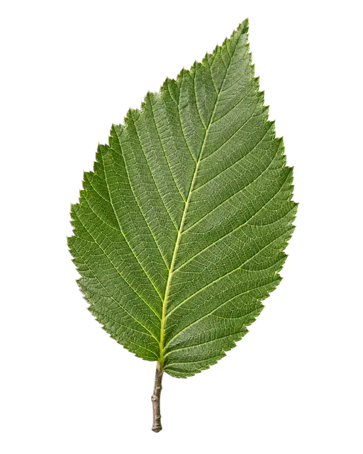 Elm Leaf motif